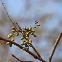 Lannea coromandelica (Houtt.) Merr